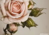 Plakát vliesový FTNM 2620 Růžová růže 160 x 110 cm - 1 dílný