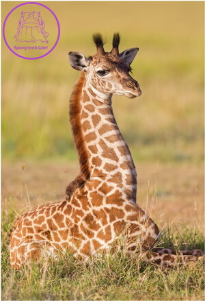 DINO Puzzle Zvířátka - Žirafa 54 dílků