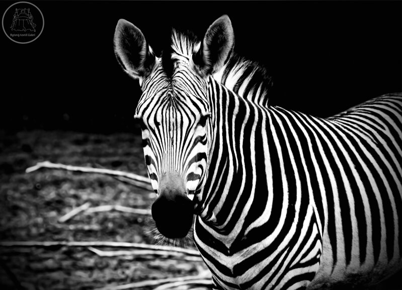 Tapeta Zebra